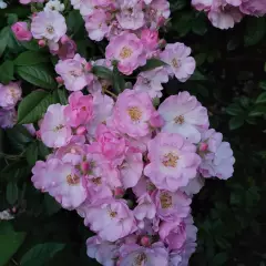 Rosier Merveille - Rosiers lianes (grimpants)