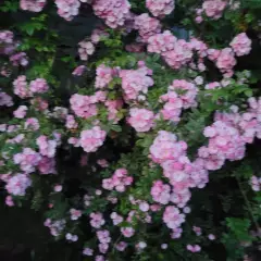 Rosier Merveille - Rosiers lianes (grimpants)