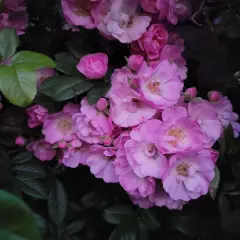 Rosier Merveille - Rosiers lianes (grimpants)