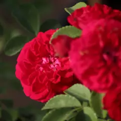 Rosier Chevy Chase - Rosiers lianes (grimpants)