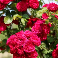 Rosier Chevy Chase - Rosiers lianes (grimpants)