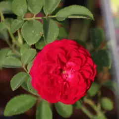 Rosier Chevy Chase - Rosiers lianes (grimpants)