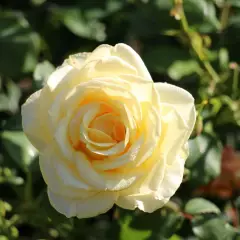 Rosier Isabelle Joerger - Rosiers à grandes fleurs