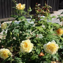 Rosier Isabelle Joerger - Rosiers à grandes fleurs
