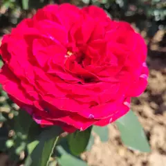 Rosier PERUGINO® Oralipar - Rosiers à grandes fleurs