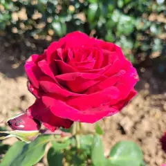 Rosier PERUGINO® Oralipar - Rosiers à grandes fleurs