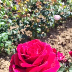 Rosier PERUGINO® Oralipar - Rosiers à grandes fleurs