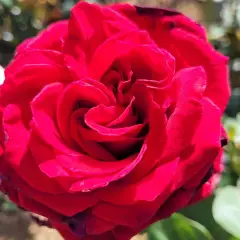 Rosier PERUGINO® Oralipar - Rosiers à grandes fleurs