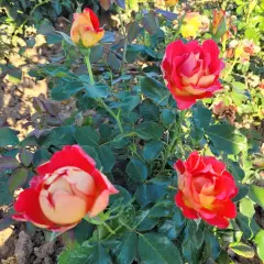 Rosier ROMANECHE LA MONTAGNE® CODeuke - Rosiers à massifs