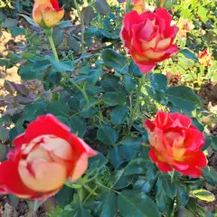 Rosier ROMANECHE LA MONTAGNE® CODeuke - Rosiers à massifs