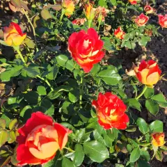 Rosier ROMANECHE LA MONTAGNE® CODeuke - Rosiers à massifs