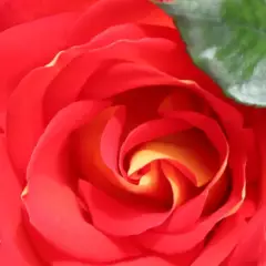 Rosier ROMANECHE LA MONTAGNE® CODeuke - Rosiers à massifs
