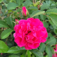 Rosier LE POTAGER DU ROI® Fel15014 - Rosiers paysagers