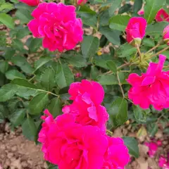 Rosier LE POTAGER DU ROI® Fel15014 - Rosiers paysagers