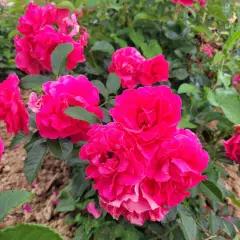 Rosier LE POTAGER DU ROI® Fel15014 - Rosiers paysagers