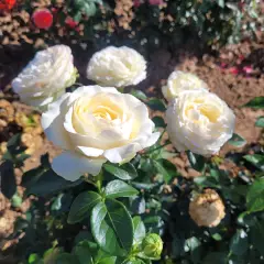 Rosier EXCALIBUR® Harbastion - Rosiers à grandes fleurs