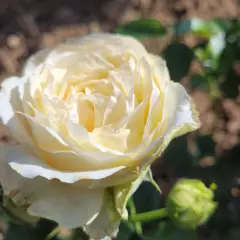 Rosier EXCALIBUR® Harbastion - Rosiers à grandes fleurs