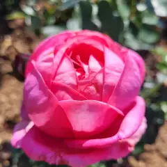 Rosier DESIREE® Tan10898 - Rosiers à grandes fleurs