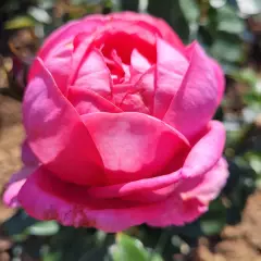 Rosier DESIREE® Tan10898 - Rosiers à grandes fleurs