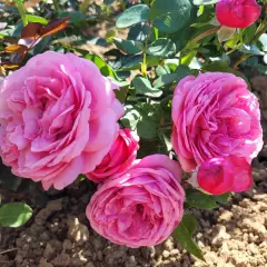 Rosier DESIREE® Tan10898 - Rosiers à grandes fleurs