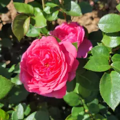 Rosier DESIREE® Tan10898 - Rosiers à grandes fleurs