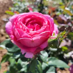 Rosier DESIREE® Tan10898 - Rosiers à grandes fleurs