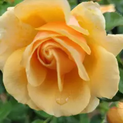 Rosier ROSE ALLEYSON® 295-08 - Rosiers à grandes fleurs