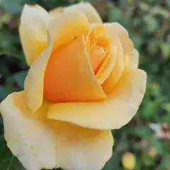 Rosier ROSE ALLEYSON® 295-08 - Rosiers à grandes fleurs