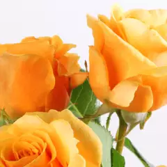 Rosier ROSE ALLEYSON® 295-08 - Rosiers à grandes fleurs