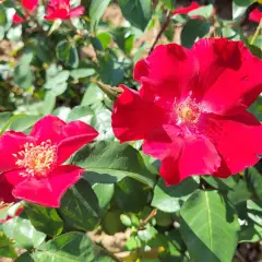 Rosier COQUELICOT® CODsemblu - Rosiers à massifs