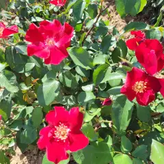 Rosier COQUELICOT® CODsemblu - Rosiers à massifs