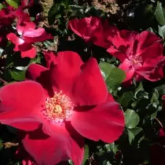 Rosier COQUELICOT® CODsemblu - Rosiers à massifs