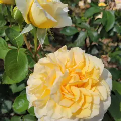 Rosier ROSE MARIE® CODanter - Rosiers à grandes fleurs