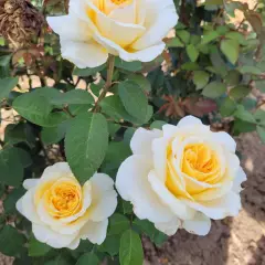 Rosier ROSE MARIE® CODanter - Rosiers à grandes fleurs