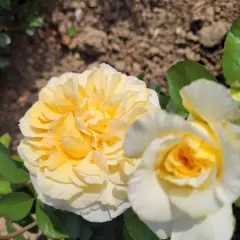 Rosier ROSE MARIE® CODanter - Rosiers à grandes fleurs