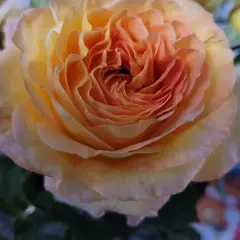 Rosier MONT SAINT ODILE® CODpipu - Rosiers à grandes fleurs