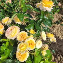 Rosier MONT SAINT ODILE® CODpipu - Rosiers à grandes fleurs