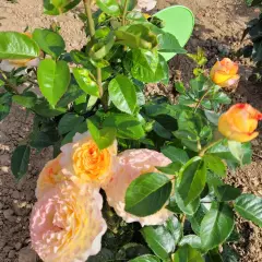 Rosier MONT SAINT ODILE® CODpipu - Rosiers à grandes fleurs