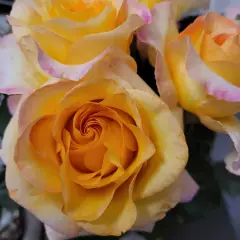 Rosier MONT SAINT ODILE® CODpipu - Rosiers à grandes fleurs