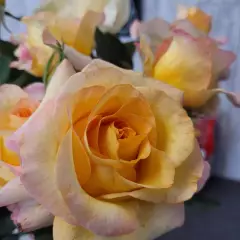 Rosier MONT SAINT ODILE® CODpipu - Rosiers à grandes fleurs