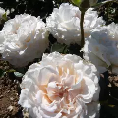 Rosier CATHERINE FROT® CODanisa - Rosiers à massifs