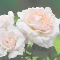 Rosier CATHERINE FROT® CODanisa - Rosiers à massifs