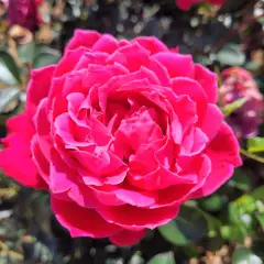 Rosier ALEXANDRE ASTIER® Meilehagan - Rosiers à grandes fleurs