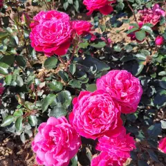 Rosier ALEXANDRE ASTIER® Meilehagan - Rosiers à grandes fleurs