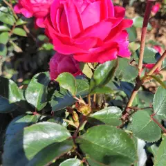Rosier ALEXANDRE ASTIER® Meilehagan - Rosiers à grandes fleurs