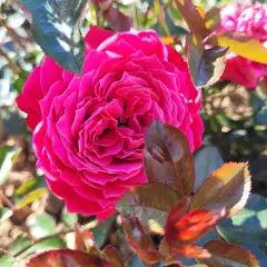 Rosier ALEXANDRE ASTIER® Meilehagan - Rosiers à grandes fleurs