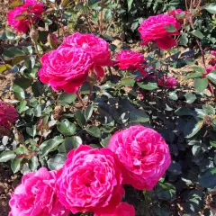 Rosier ALEXANDRE ASTIER® Meilehagan - Rosiers à grandes fleurs