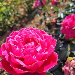 Rosier ALEXANDRE ASTIER® Meilehagan - Rosiers à grandes fleurs