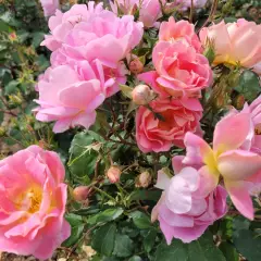 Rosier PINK CHANTILLY® Meilevire - Rosiers paysagers