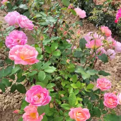 Rosier PINK CHANTILLY® Meilevire - Rosiers paysagers